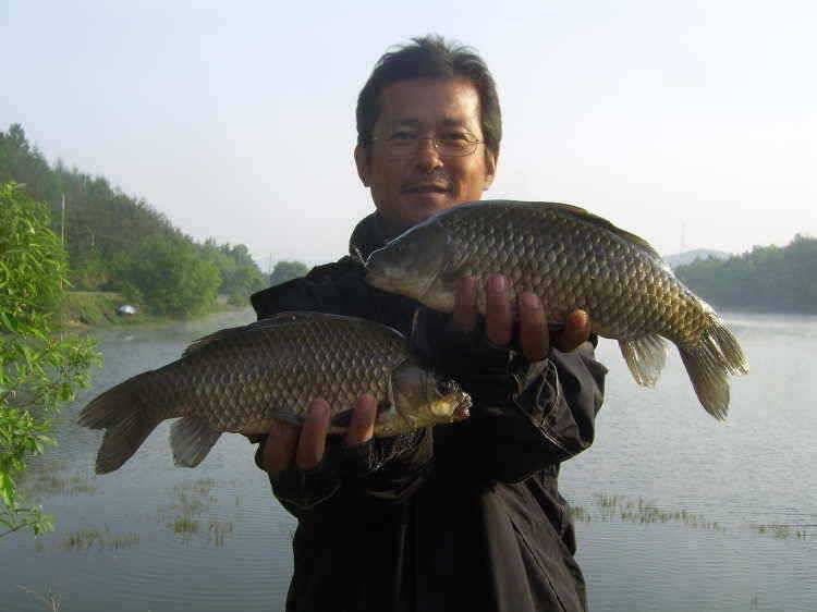 경주권 5월 11일 월척붕어 마릿수 조황 입니다 (조황조행기 - 특파원조황)