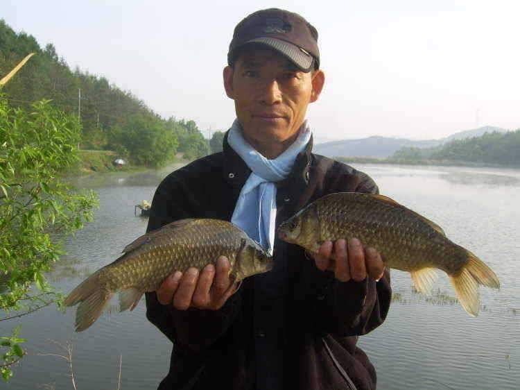 경주권 5월 11일 월척붕어 마릿수 조황 입니다 (조황조행기 - 특파원조황)