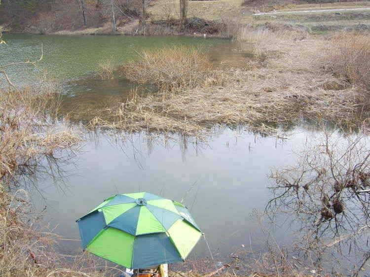 경주권 3월9일 34cm 32cm월척붕어조황입니다 (조황조행기 - 특파원조황)