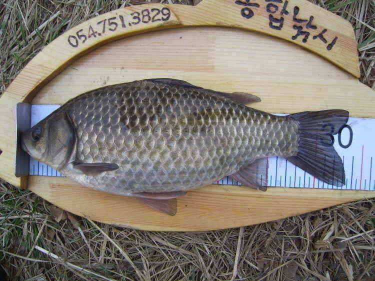 경주권 3월15일 월척붕어조황입니다 (조황조행기 - 특파원조황)