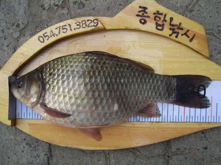 경주권 3월15일 월척붕어조황입니다 (조황조행기 - 특파원조황)