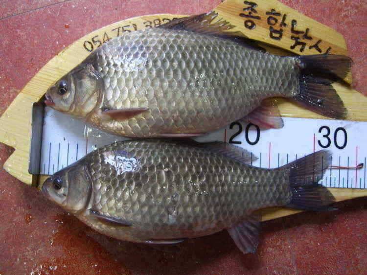 경주권 3월9일 34cm 32cm월척붕어조황입니다 (조황조행기 - 특파원조황)