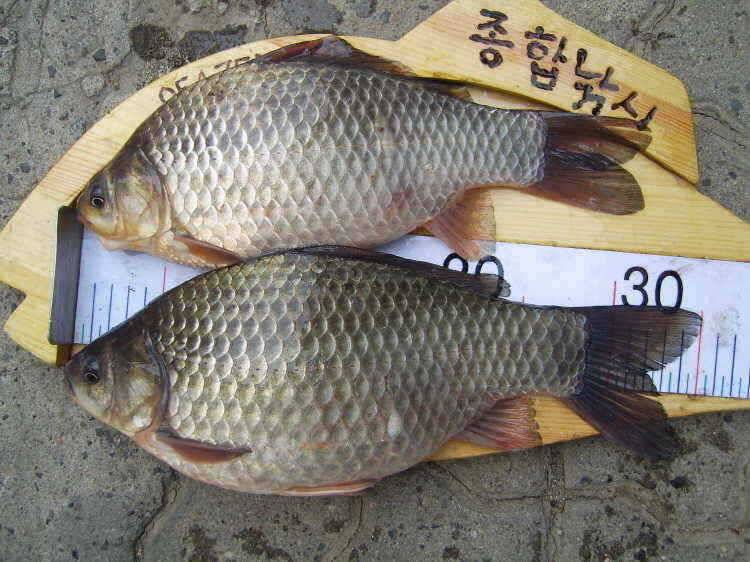 경주권 3월15일 월척붕어조황입니다 (조황조행기 - 특파원조황)