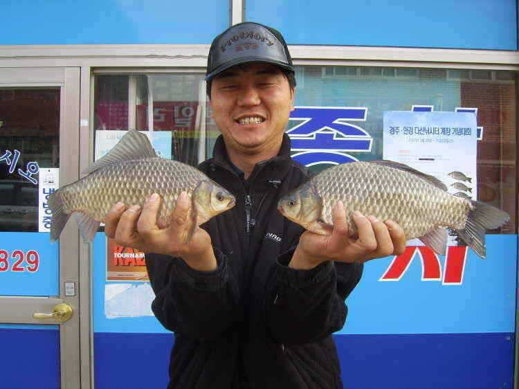 경주권 3월9일 34cm 32cm월척붕어조황입니다 (조황조행기 - 특파원조황)