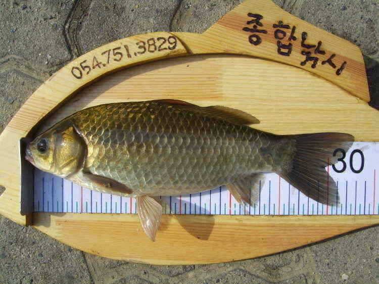 경주권 3월15일 월척붕어조황입니다 (조황조행기 - 특파원조황)