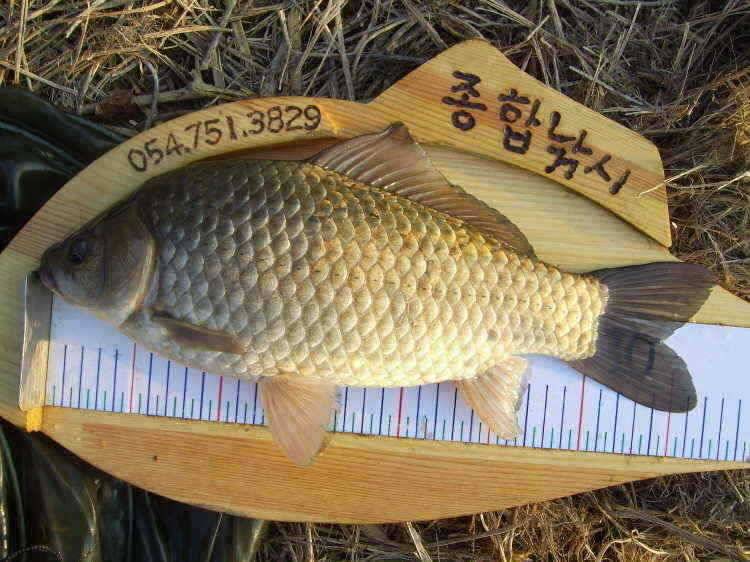 경주권 4월4일 대물붕어 조황입니다 (조황조행기 - 특파원조황)