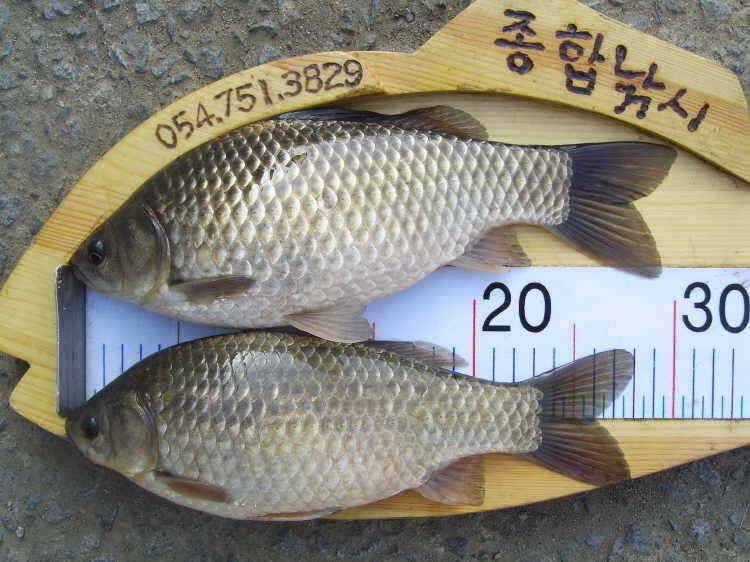 경주권 4월4일 대물붕어 조황입니다 (조황조행기 - 특파원조황)