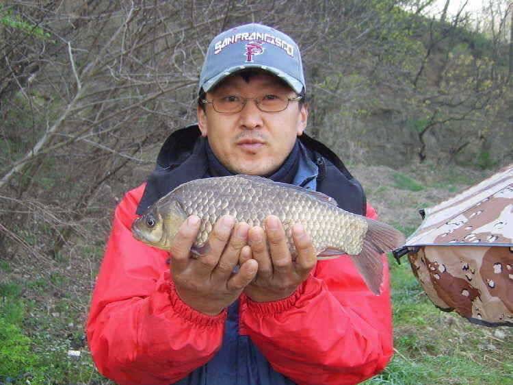 경주권 4월14일 45cm대물붕어 조황입니다 (조황조행기 - 특파원조황)