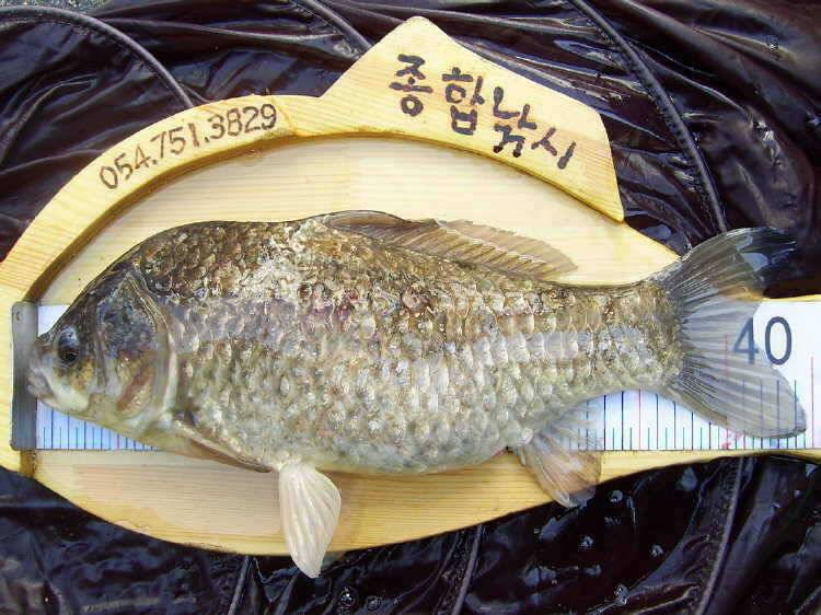 경주권 4월14일 45cm대물붕어 조황입니다 (조황조행기 - 특파원조황)
