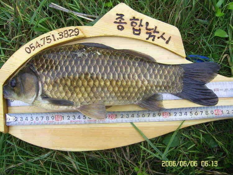 경주권6월6일 계속이어지는 대물 415cm 41cm 33cm 조황입니다 (조황조행기 - 특파원조황)