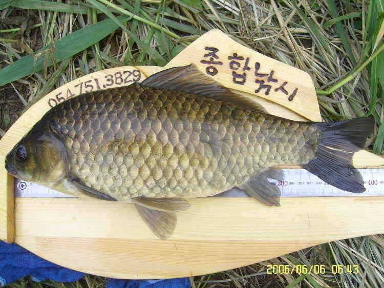 경주권6월6일 계속이어지는 대물 415cm 41cm 33cm 조황입니다 (조황조행기 - 특파원조황)