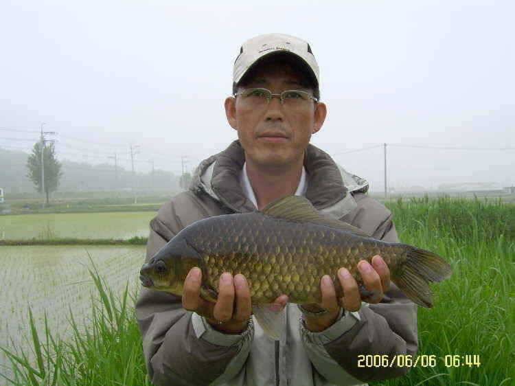 경주권6월6일 계속이어지는 대물 415cm 41cm 33cm 조황입니다 (조황조행기 - 특파원조황)