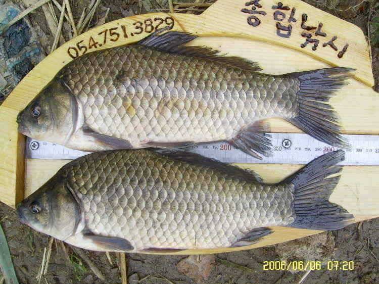 경주권6월6일 계속이어지는 대물 415cm 41cm 33cm 조황입니다 (조황조행기 - 특파원조황)