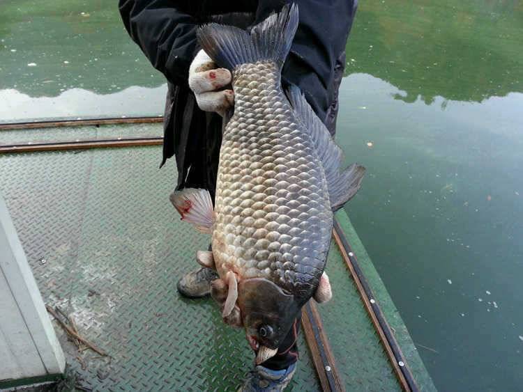 명서낚시터 43cm 대물붕어 소식입니다 (조황조행기 - 특파원조황)