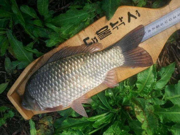 목벌 명서낚시터 붕어 장어소식입니다 (조황조행기 - 특파원조황)