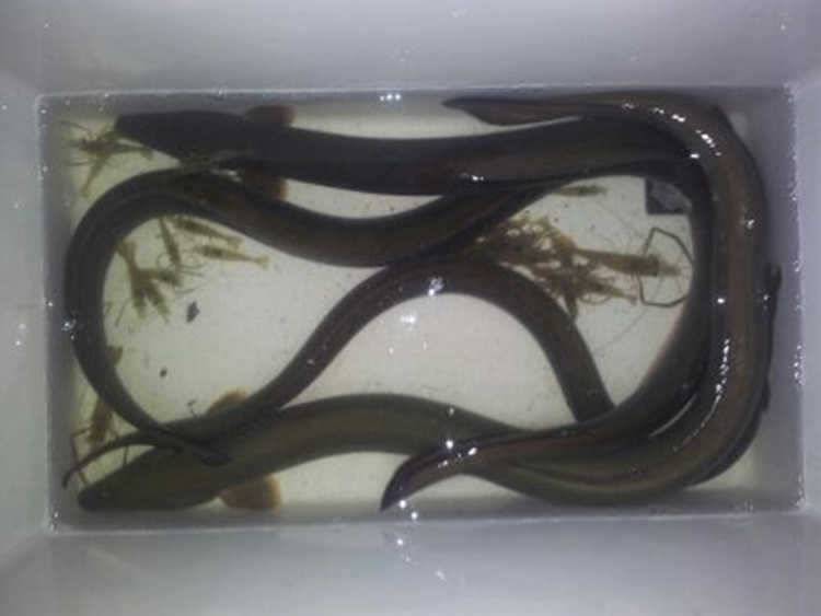 하천 4짜 명서 38cm 대물붕어 장어소식입니다 (조황조행기 - 특파원조황)