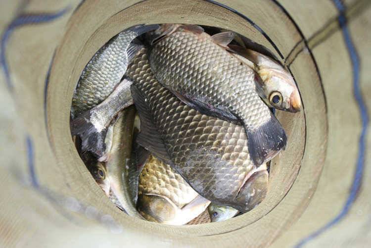 하천낚시터 솔낚시터 4짜 행진 428cm까지 (조황조행기 - 특파원조황)