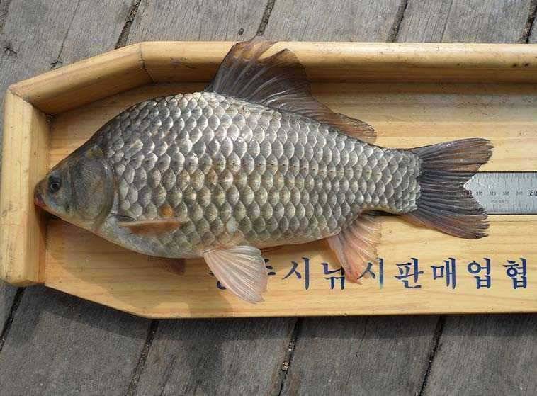 주중의 충주호 소식 (조황조행기 - 특파원조황)