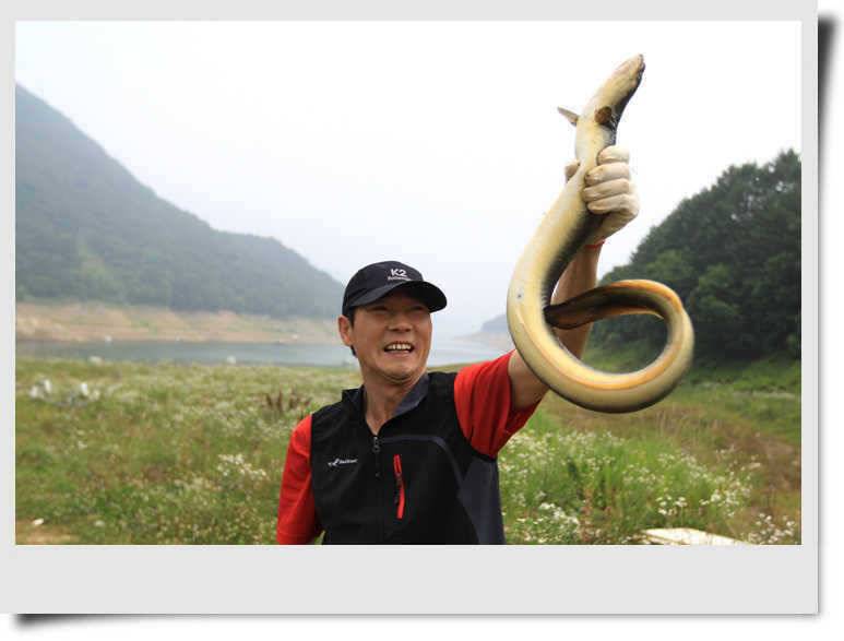 충주호 대물장어 출현 (조황조행기 - 특파원조황)