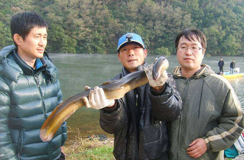 15kg 17kg 대물장어 두수에 붕어 조황도 살아나고 (조황조행기 - 특파원조황)