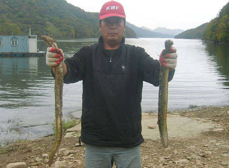 조황조행기 > 특파원조황 > 목벌리 장어소식...