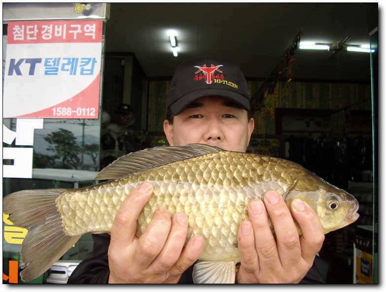 칠곡성주권 조황4짜33530대물의 움직임 (조황조행기 - 특파원조황)