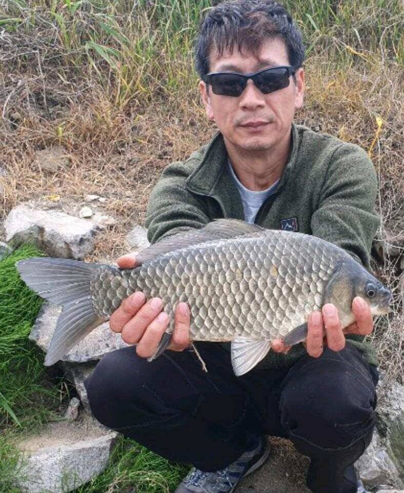 평택호 대물붕어 (조황조행기 - 특파원조황)
