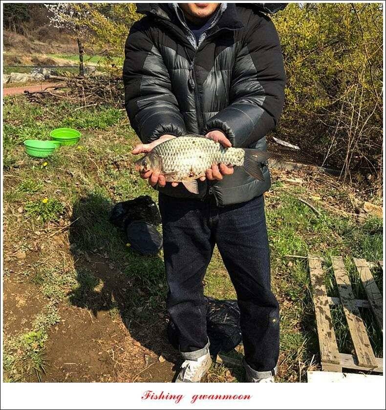 제일 낚시터 36 cm31 cm 월척칠성지 허리급 월척 조황 (조황조행기 - 특파원조황)