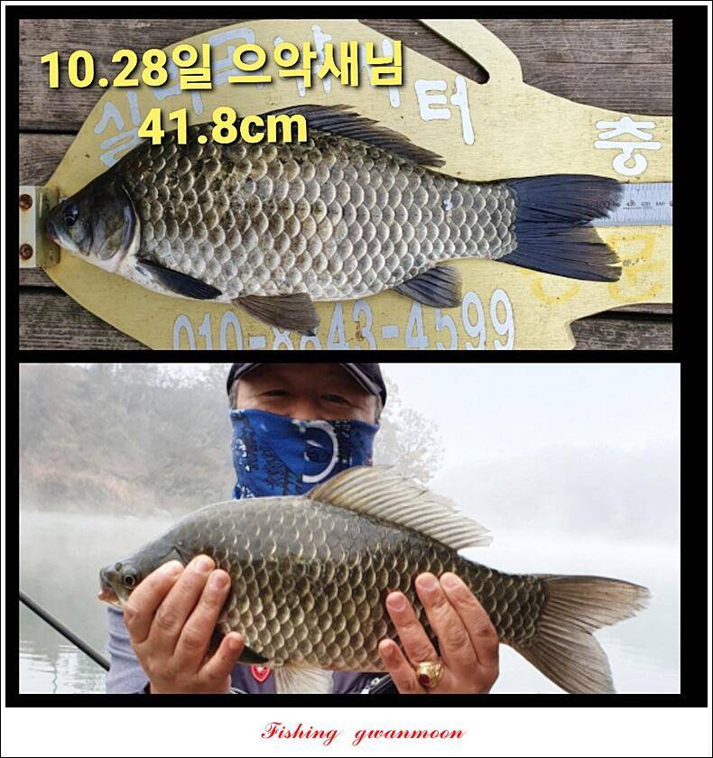 실리곡 44 cm41 cm40 cm돌감 40 cm사짜 조황 및 이벤트 시상 (조황조행기 - 특파원조황)