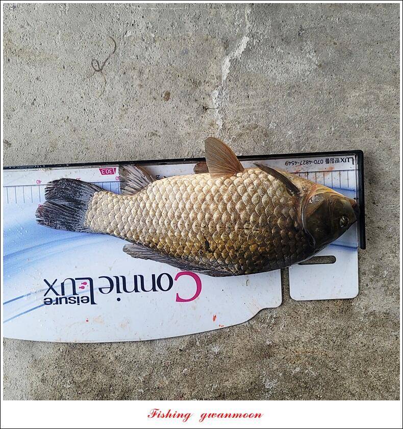 화곡지 4 짜솔 39 cm돌감 37 cm충주호 노지 현황 (조황조행기 - 특파원조황)