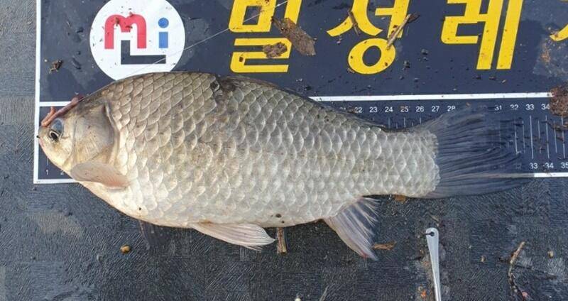 43cm 대물무료터 청미천 (조황조행기 - 특파원조황)