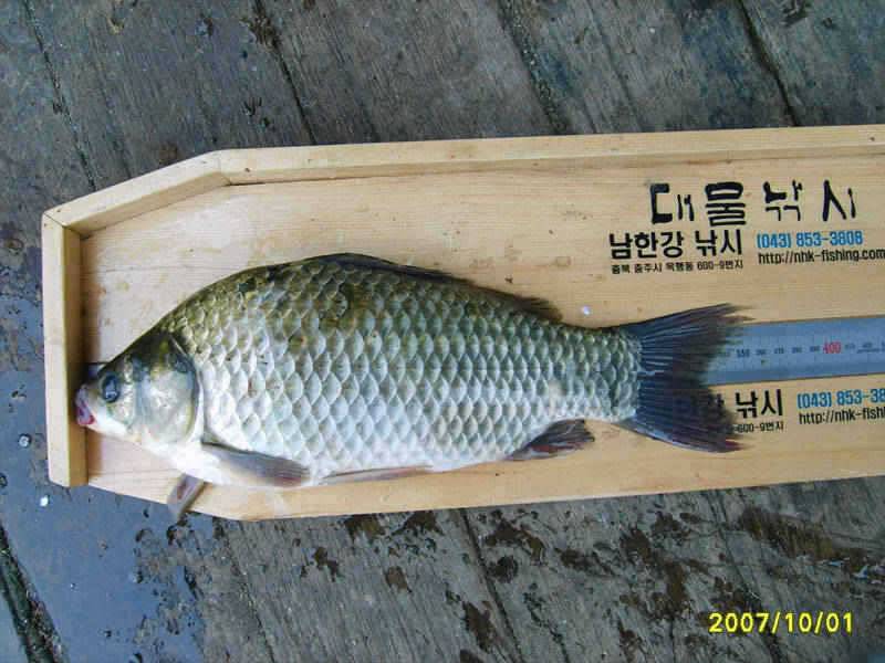 충주호 10월 첫날에 36cm월척으로 시작을 합니다 (조황조행기 - 특파원조황)