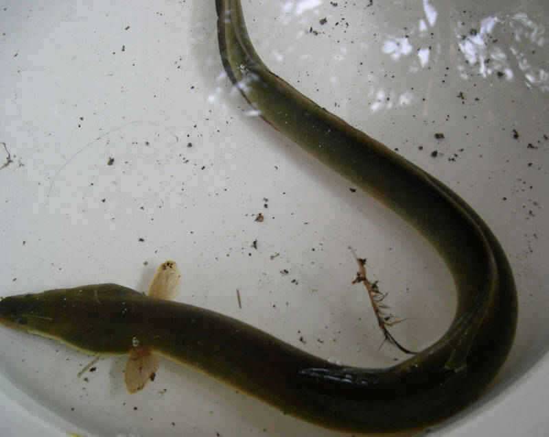 충주호 붕어 장어조황 소식입니다 (조황조행기 - 특파원조황)