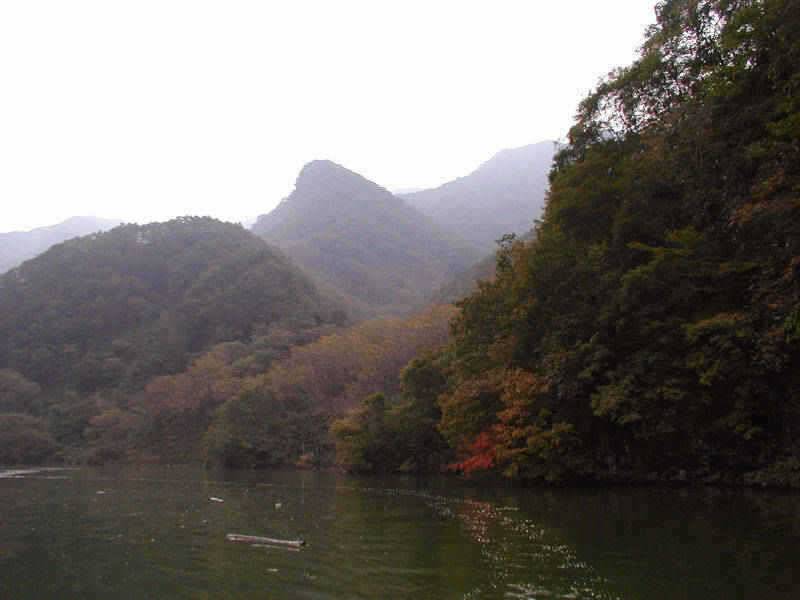 충주호 4자 대물붕어의 모습과 멋진 가을풍경 (조황조행기 - 특파원조황)