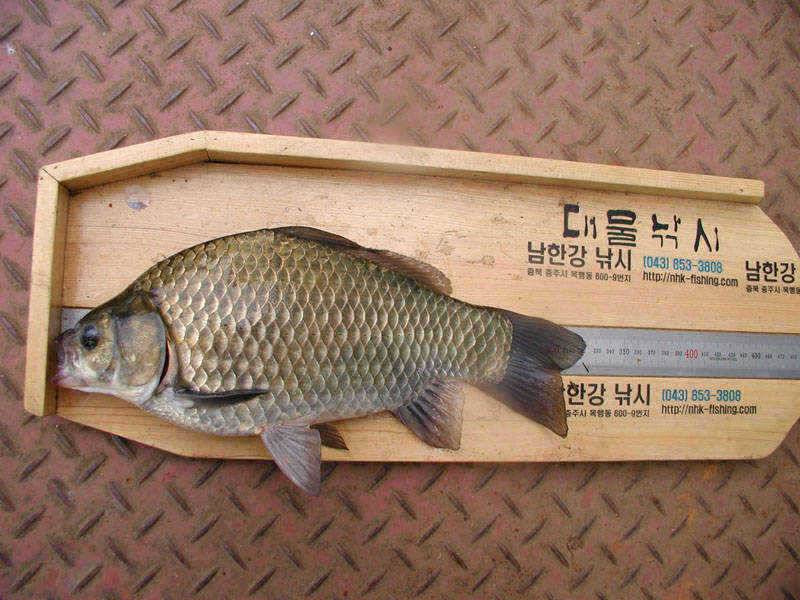 충주호 4자 대물붕어의 모습과 멋진 가을풍경 (조황조행기 - 특파원조황)