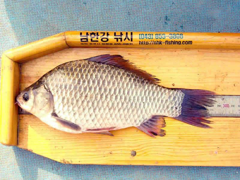 충주호 4자 대물붕어의 모습과 멋진 가을풍경 (조황조행기 - 특파원조황)
