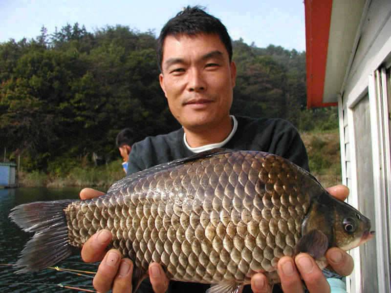 충주호 4자 대물붕어의 모습과 멋진 가을풍경 (조황조행기 - 특파원조황)
