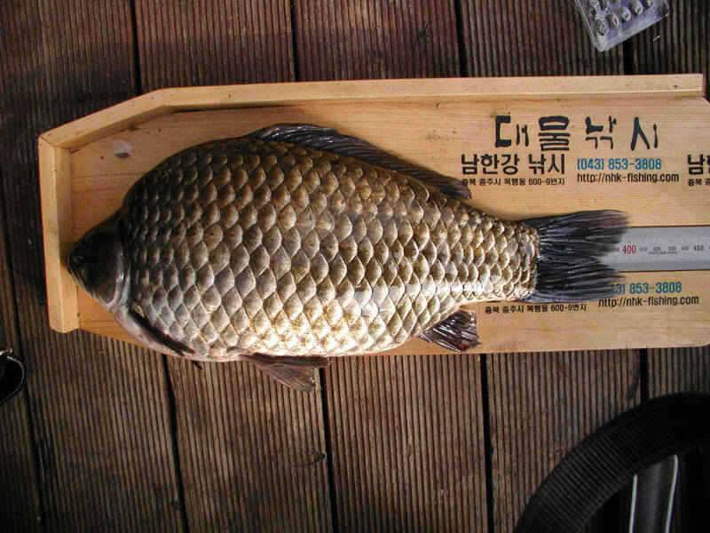 충주호 4자 대물붕어의 모습과 멋진 가을풍경 (조황조행기 - 특파원조황)