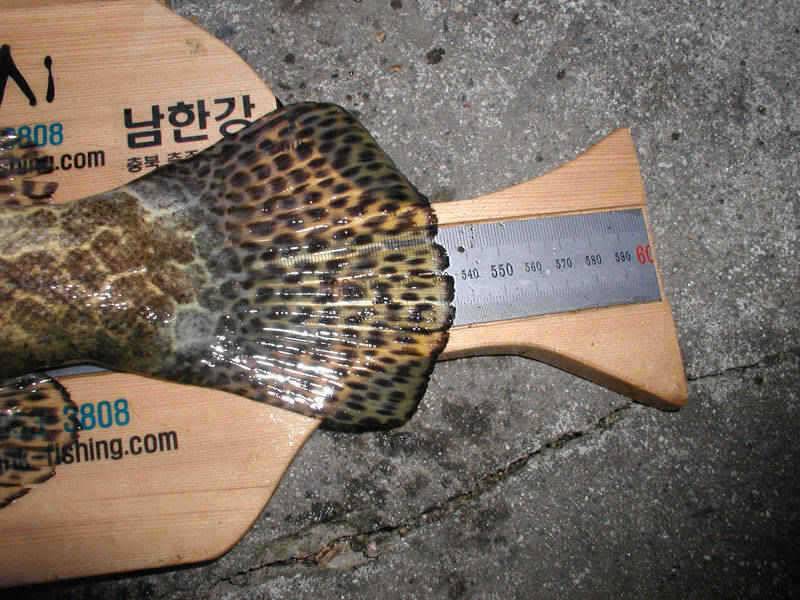 충주호 쌍둥이 월척과 5자쏘가리 소식입니다 (조황조행기 - 특파원조황)