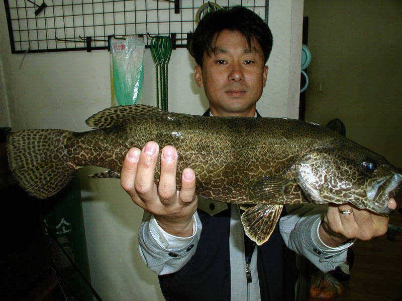 충주호 4자 대물붕어 대물잉어 쏘가리모습입니다 (조황조행기 - 특파원조황)