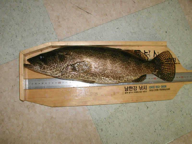 충주호 4자 대물붕어 대물잉어 쏘가리모습입니다 (조황조행기 - 특파원조황)