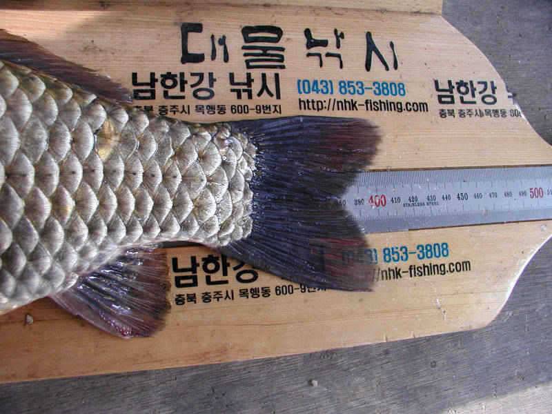 충주호 4자 대물붕어 대물잉어 쏘가리모습입니다 (조황조행기 - 특파원조황)