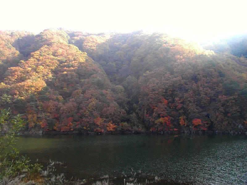 만추의 모습을 보이고있는 충주호 소식입니다 (조황조행기 - 특파원조황)
