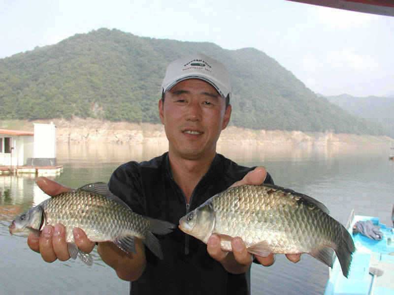 충주호 오름수위속에 마릿수 조황을 보이는 하천낚시터 (조황조행기 - 특파원조황)