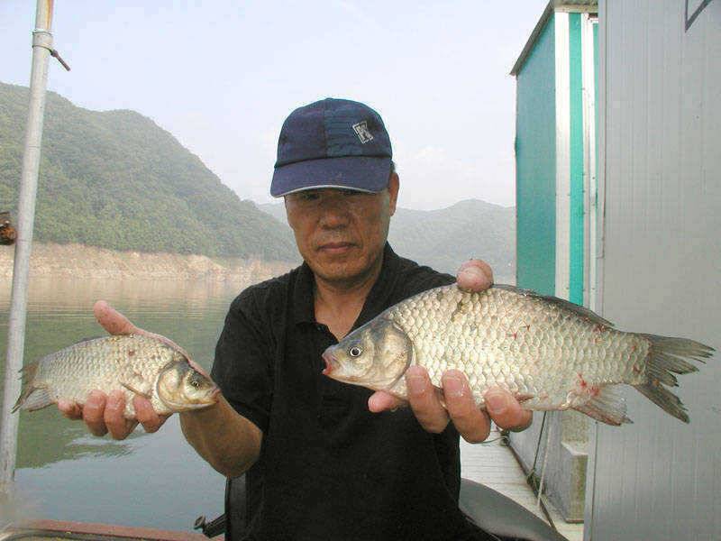 충주호 오름수위속에 마릿수 조황을 보이는 하천낚시터 (조황조행기 - 특파원조황)