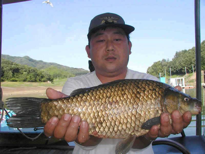 충주호 42cm 455cm 대물붕어 소식입니다 (조황조행기 - 특파원조황)
