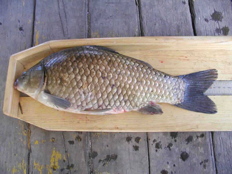 충주호 42cm 455cm 대물붕어 소식입니다 (조황조행기 - 특파원조황)
