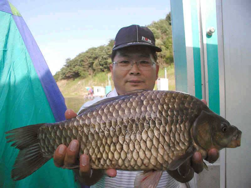 충주호 42cm 455cm 대물붕어 소식입니다 (조황조행기 - 특파원조황)