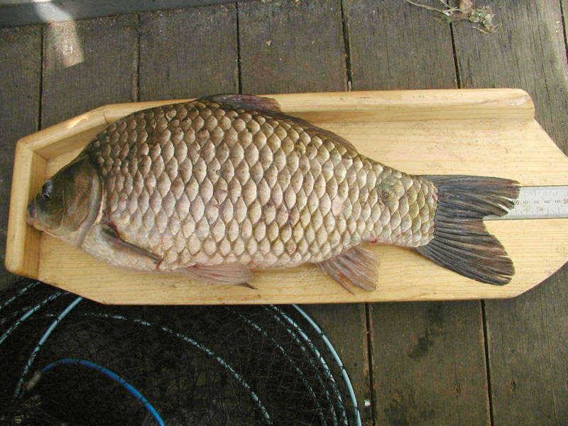 충주호 42cm 455cm 대물붕어 소식입니다 (조황조행기 - 특파원조황)