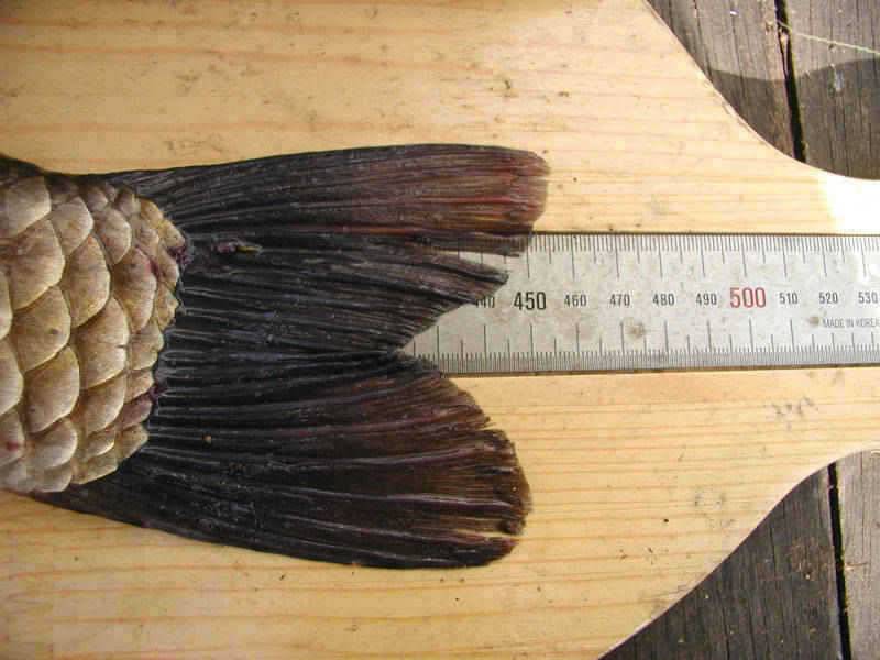 충주호 42cm 455cm 대물붕어 소식입니다 (조황조행기 - 특파원조황)
